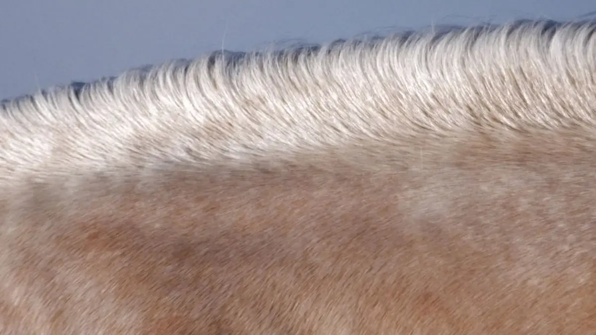 What Inbreeding Does to a Thoroughbred's Racing Record