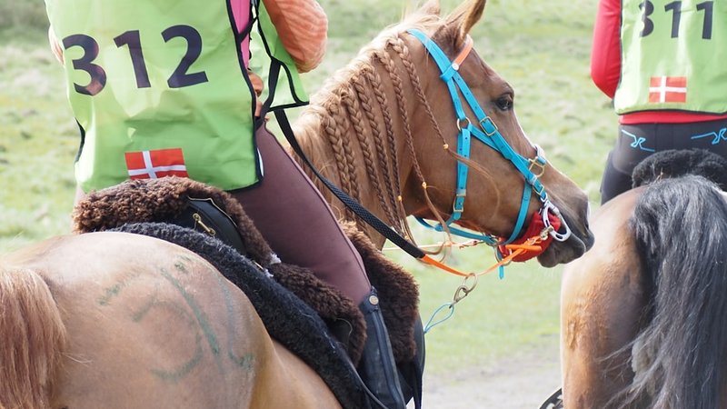 Handicapping Horses Track Bias Secrets