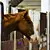 The Thoroughbred Speed Gene and What It Actually Predicts