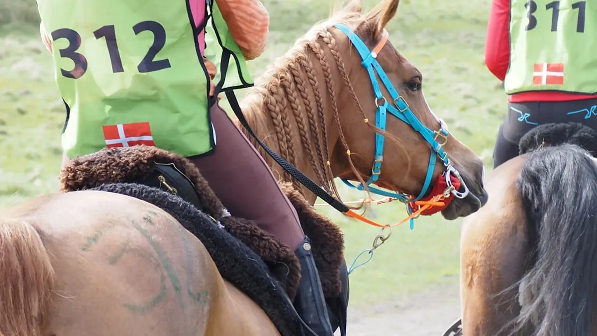 How to Spot Speed Bias and Track Bias in Horse Racing